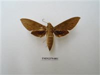 藏品(間斷斜紋天蛾)的圖片